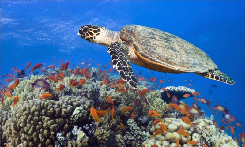 Ý nghĩa giấc <yoastmark class=