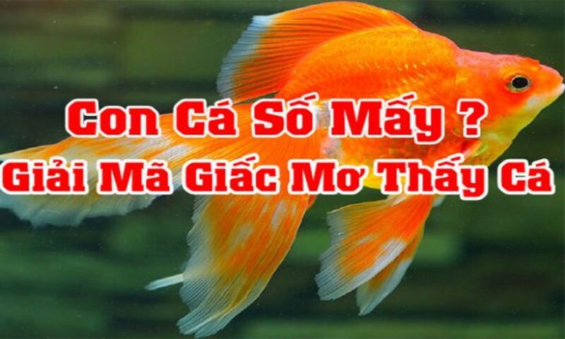 Tìm hiểu ý nghĩa mơ thấy cá