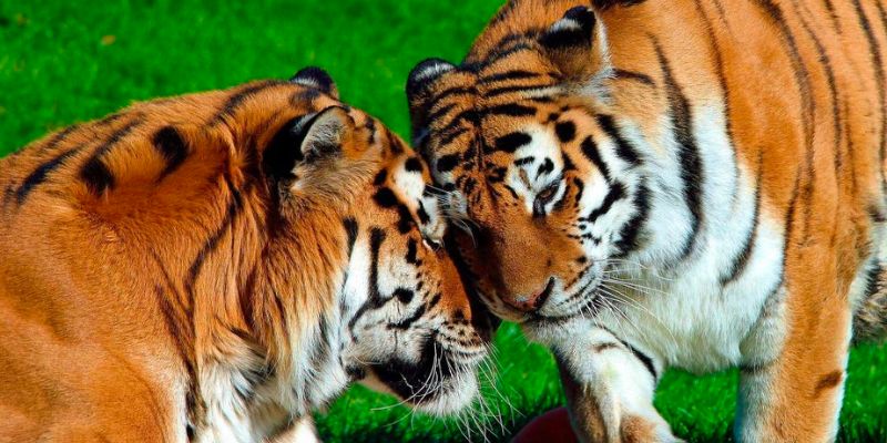 Hổ là biểu tượng của sức mạnh theo quan niệm của người phương Đông